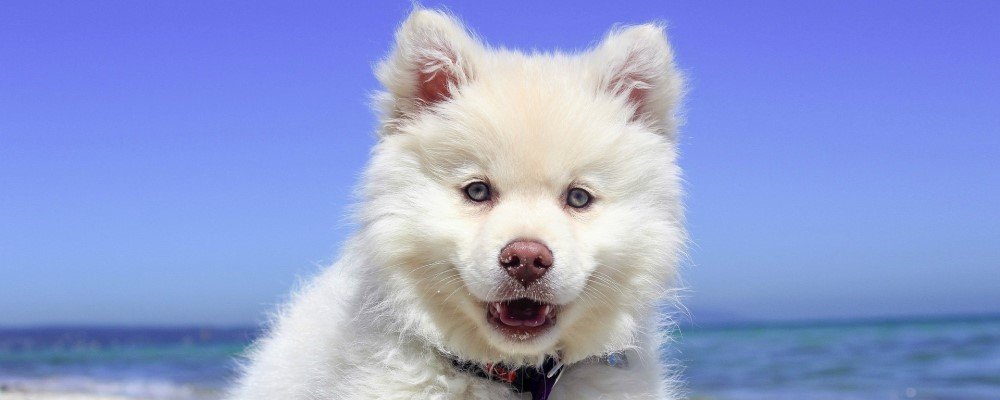 Dog barking on the beach