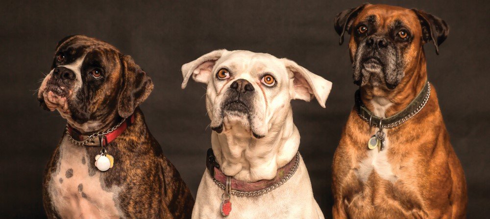 How does flea collar work for dogs