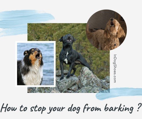 How to stop your dog from barking article