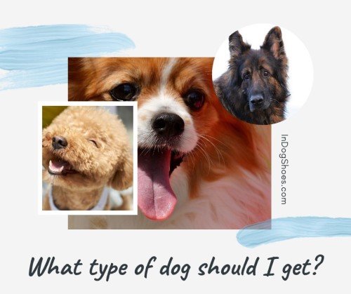 What type of dog should I get article
