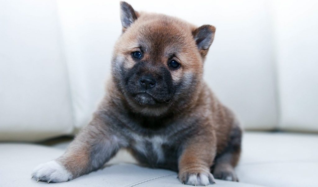 A new puppy