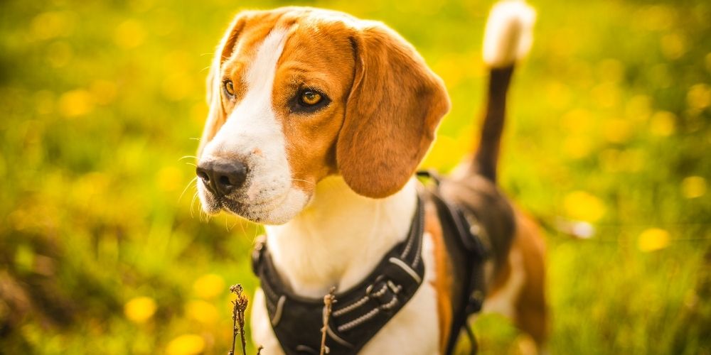 Dog harness