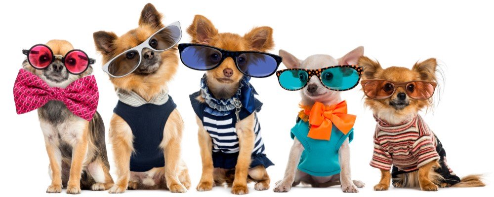 Most wanted dog accesories