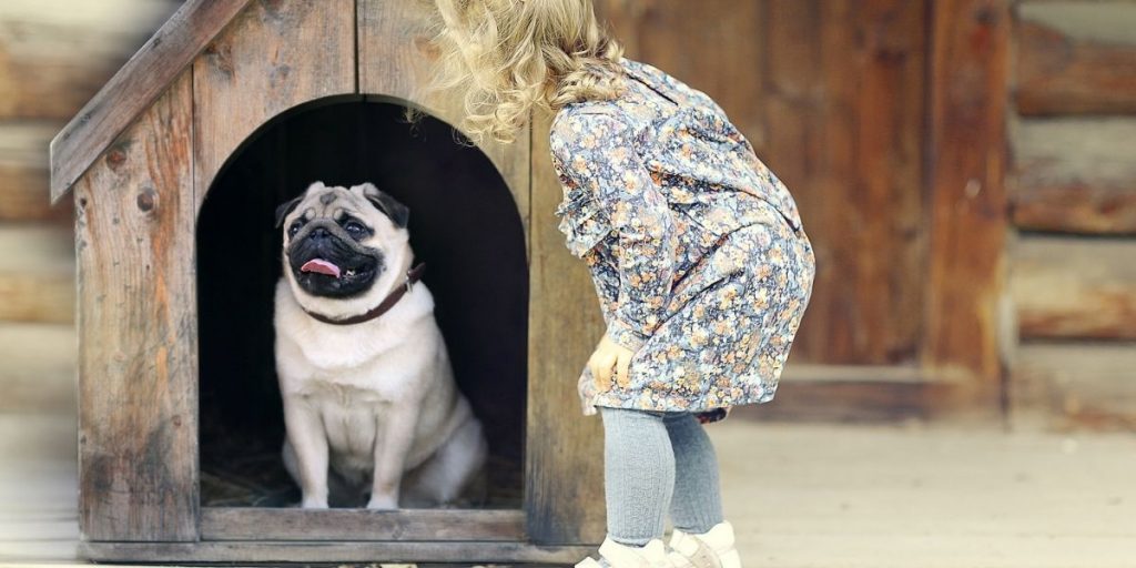 Dog inside dog house